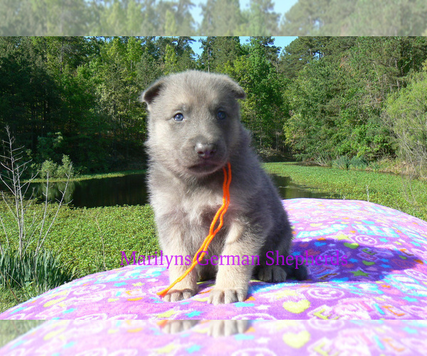 Medium Photo #5 German Shepherd Dog Puppy For Sale in PIEDMONT, MO, USA