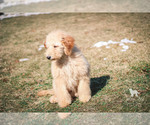 Small #36 Goldendoodle