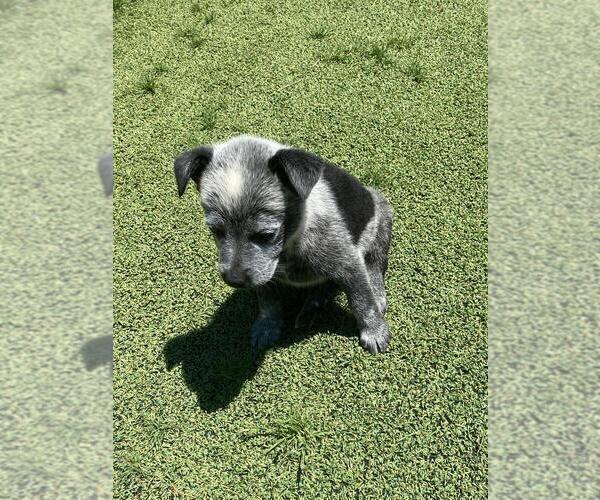 Medium Photo #5 Australian Cattle Dog Puppy For Sale in BRIGGSDALE, CO, USA
