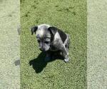 Small #4 Australian Cattle Dog