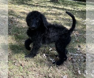 Goldendoodle Puppy for sale in SHOALS, IN, USA