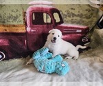Small Photo #61 German Shepherd Dog Puppy For Sale in CECILIA, KY, USA