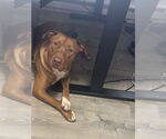 Small #1 American Pit Bull Terrier Mix