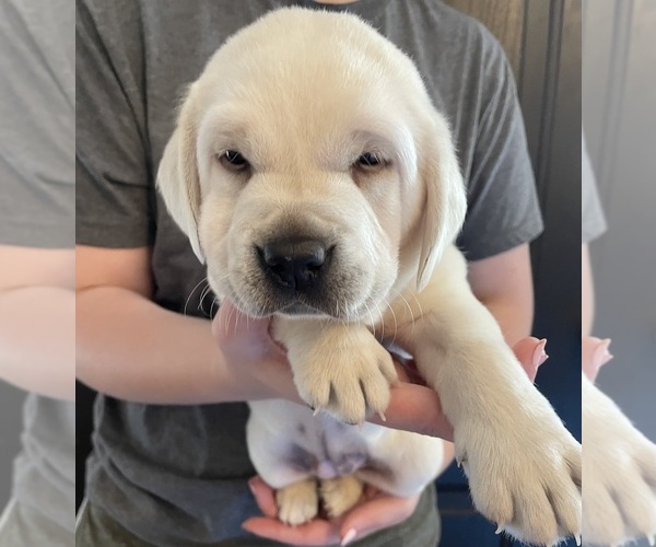 Medium Photo #4 Labrador Retriever Puppy For Sale in OSYKA, MS, USA
