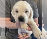 Small Photo #4 Labrador Retriever Puppy For Sale in OSYKA, MS, USA