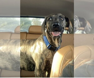 Labrador Retriever-Plott Hound Mix Dogs for adoption in Missouri City, TX, USA