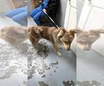 Small #3 Australian Shepherd