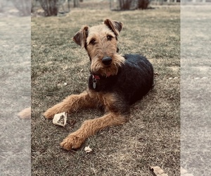 Airedale Terrier Puppy for sale in BOISE, ID, USA