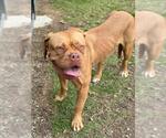 Small Dogue de Bordeaux Mix