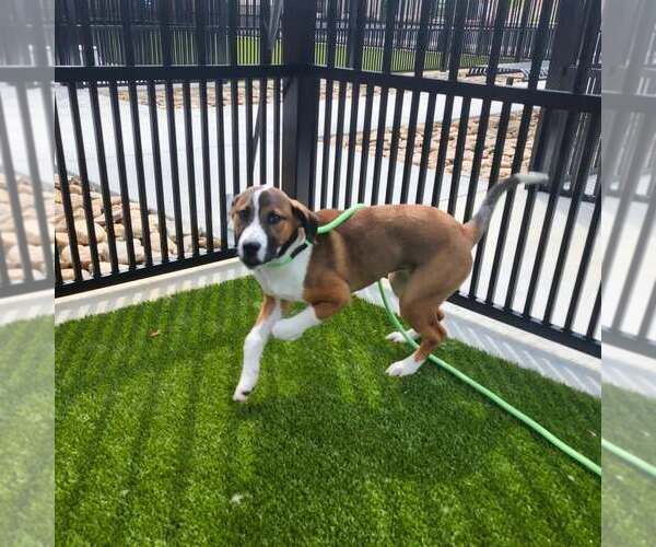 Medium Photo #3 Mutt Puppy For Sale in Shelburne, VT, USA