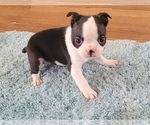 Puppy 5 Boston Terrier