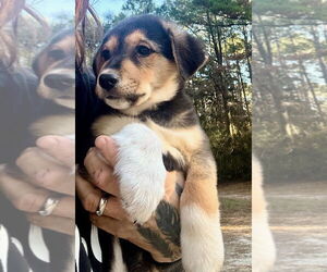 Labrador Retriever-Unknown Mix Dogs for adoption in Oak Bluffs, MA, USA