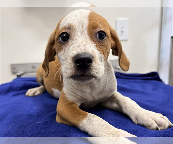 Medium Photo #1 Labrador Retriever-Unknown Mix Puppy For Sale in San Clemente, CA, USA