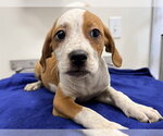 Small Labrador Retriever Mix