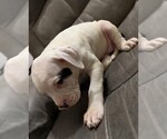 Small #3 American Bulldog