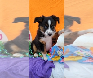 Australian Shepherd Puppy for sale in SPRING BRANCH, TX, USA