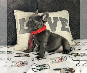 French Bulldog Puppy for sale in BOSTON, MA, USA