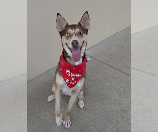 Medium Photo #1 Siberian Husky-Unknown Mix Puppy For Sale in McKinney, TX, USA