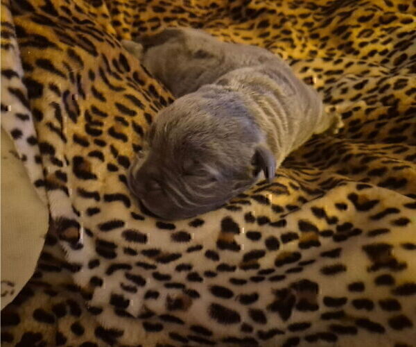 Medium Photo #5 Cane Corso Puppy For Sale in COLUMBIA, SC, USA