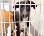 Small #1 Labrador Retriever Mix