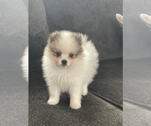 Pomeranian Puppy for sale in PLANO, TX, USA