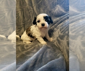 Havachon Puppy for sale in COTTAGE GROVE, TN, USA