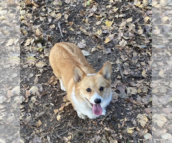 Medium Photo #1 Pembroke Welsh Corgi Puppy For Sale in WOODLAND, WA, USA
