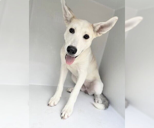 Medium Photo #1 Carolina Dog-Unknown Mix Puppy For Sale in Houston, TX, USA