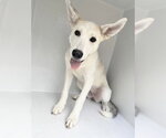 Small Carolina Dog Mix