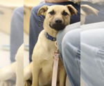 Small #1 Black Mouth Cur Mix