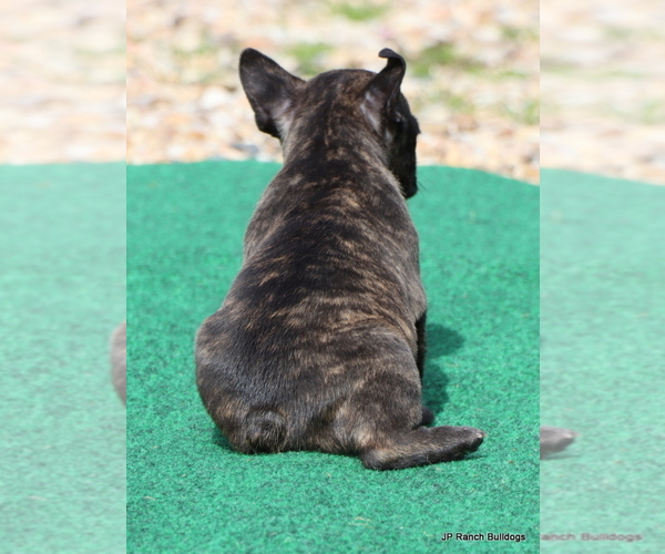 Medium Photo #5 French Bulldog Puppy For Sale in WINNSBORO, TX, USA