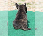 Small #4 French Bulldog
