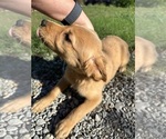 Puppy Pink Collar Golden Retriever