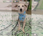 Small #1 Mutt