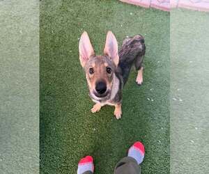 Coyote - Male Australian Kelpie-German Shepherd Dog Mix Dog for Adoption - Photo #3