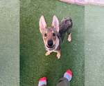 Small Photo #3 Australian Kelpie-German Shepherd Dog Mix Puppy For Sale in Cave Creek, AZ, USA