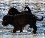 Small Photo #14 Spanish Water Dog Puppy For Sale in SIMLA, CO, USA