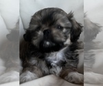 Puppy 4 Shih Tzu-ShihPoo Mix