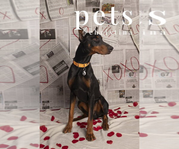 Medium Photo #3 Doberman Pinscher Puppy For Sale in Foristell, MO, USA
