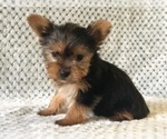 Small Photo #1 Australian Yorkshire Terrier Puppy For Sale in CLAY, PA, USA