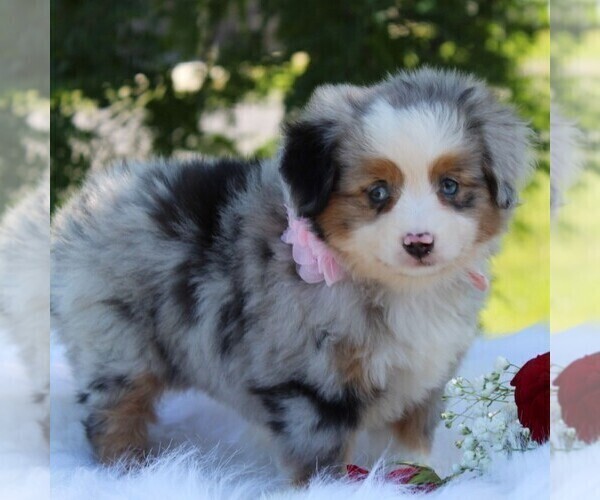 Medium Photo #1 Australian Shepherd Puppy For Sale in DUNDEE, NY, USA
