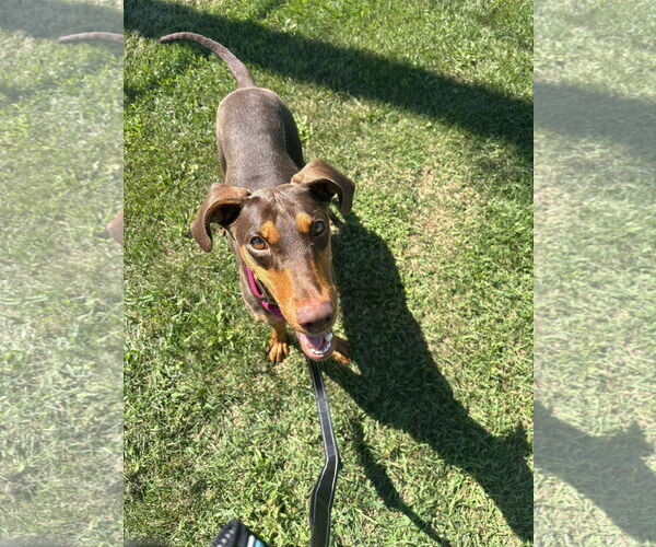 Medium Photo #14 Doberman Pinscher Puppy For Sale in Buffalo, MN, USA