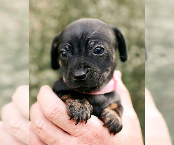 Medium Photo #2 Chi-Poo (Miniature) Puppy For Sale in Corona, CA, USA