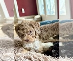 Small #3 Bernedoodle
