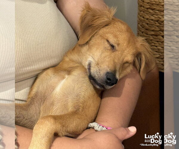 Medium Photo #3 Labrador Retriever-Unknown Mix Puppy For Sale in Washington, DC, USA