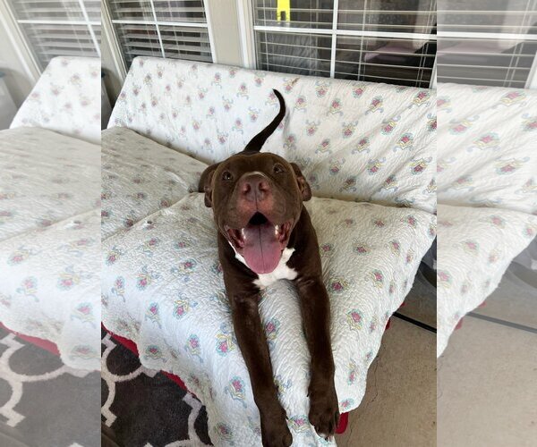 Medium Photo #8 American Pit Bull Terrier Puppy For Sale in Shreveport, LA, USA