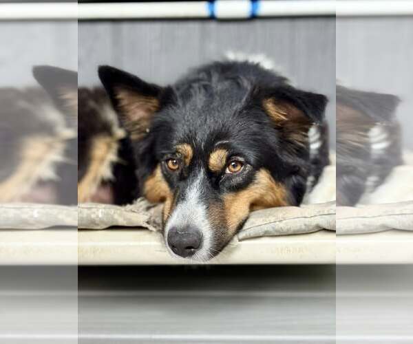 Medium Photo #1 Australian Shepherd-Unknown Mix Puppy For Sale in Paso Robles, CA, USA