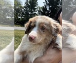 Small #2 Australian Shepherd