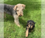 Small Photo #9 Airedale Terrier Puppy For Sale in HAMPTON, VA, USA