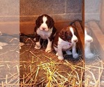 Small Photo #14 English Springer Spaniel Puppy For Sale in LEWISBERRY, PA, USA